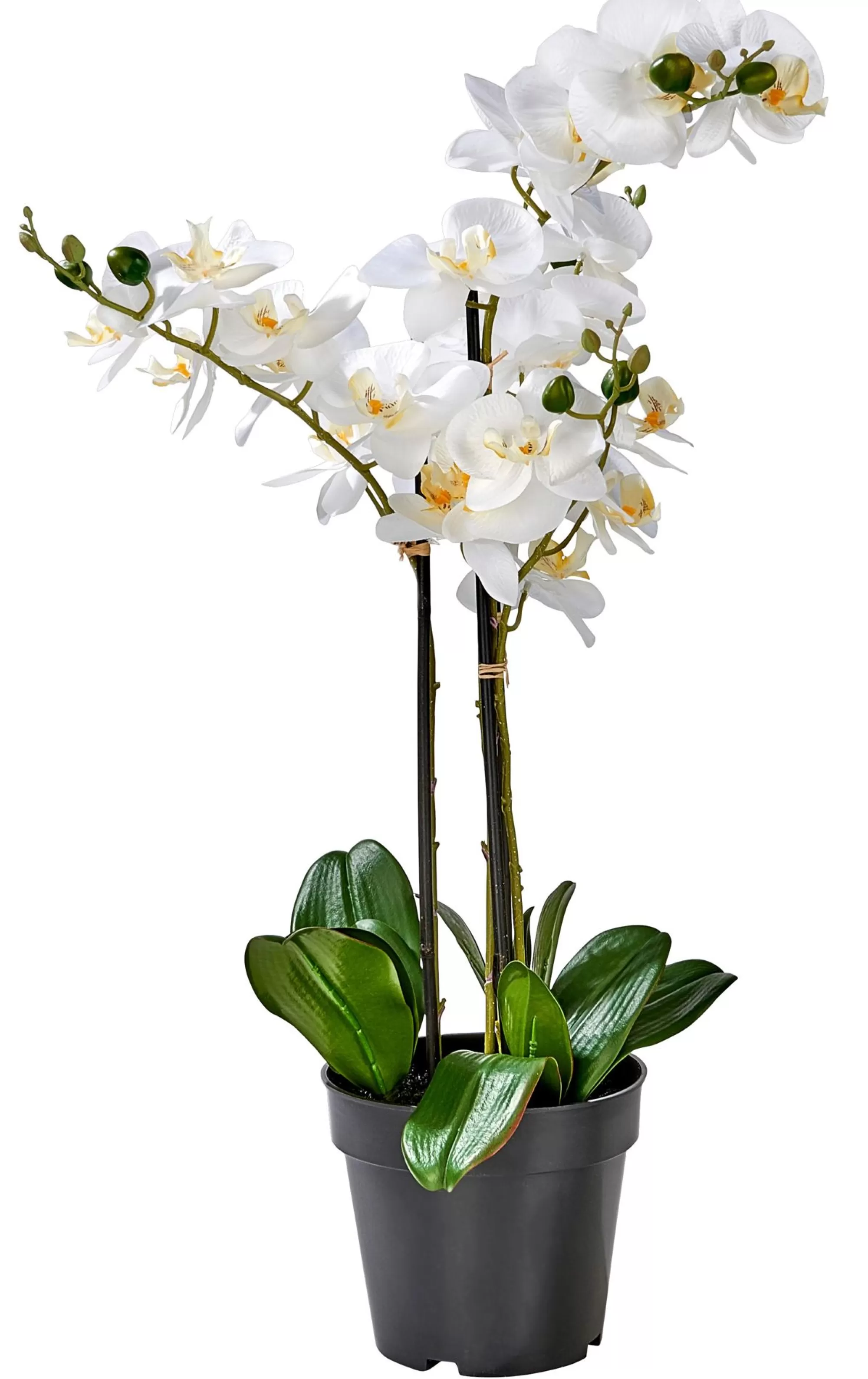 CASA Orchid Orchidea In Vaso Bianco* Piante Artificiali