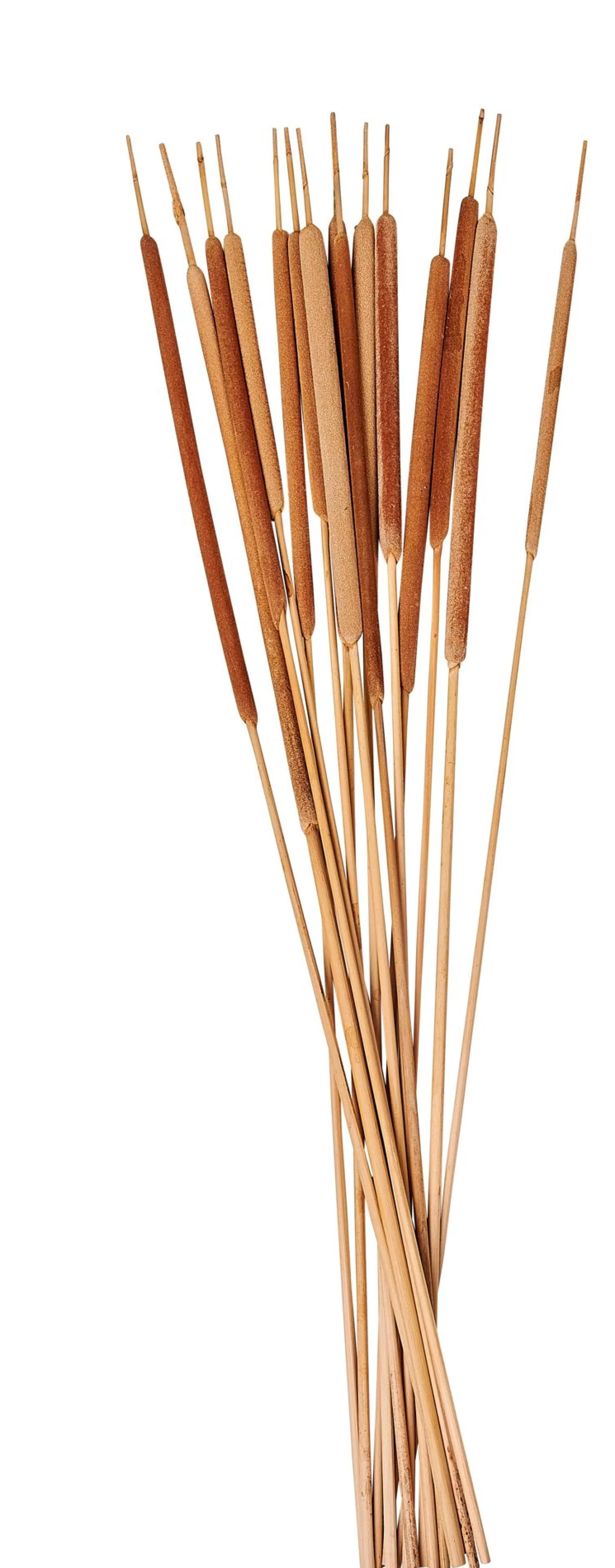 CASA Typha Canna Palustre Set Di 15 Naturale* Fiori Artificiali